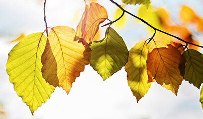 Herbstblätter